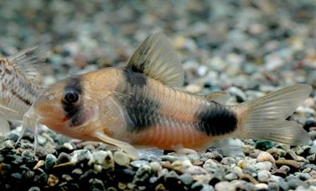 Corydoras Catfish